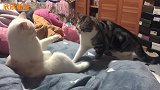 白猫：你再过来我就要叫了，狸花猫：就摸一下，真的