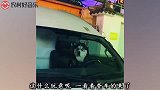 爆笑：别人都坑爹，你这货真价实的“坑狗”啊