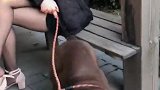 出门带一只“野兽”这谁顶得住啊，养恶霸犬的小姐姐惹不起啊！