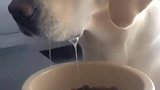 大侠干了这碗狗粮！你这口水都要把狗粮泡发了
