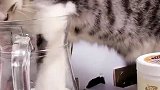 犬猫不能喝的水！