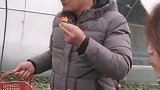 大衣哥吃草莓，现场采摘特新鲜，必须要夸几句！
