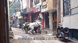 马儿无意间招惹两只恶犬，结果被咬的龇牙咧嘴，镜头拍下全过程！