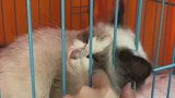 捡到一只被人丢掉的布偶猫，可以不爱请别伤害