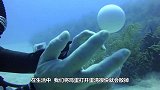 男子在深海打鸡蛋，刚打开就被鱼一口吞了，镜头拍下全过程