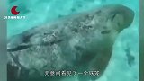 潜水员在海底发现铁笼，真的有“美人鱼”的存在