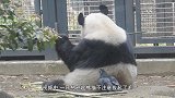 熊猫无聊开始演戏：我溺水了！快来救我呀！镜头记录搞笑画面