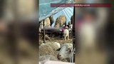 内蒙古小姑娘不想写作业，偷偷躲到羊槽里悠闲打盹，拍摄者：辅导作业第二天她就藏到羊圈里了