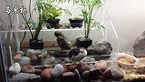 客厅鱼缸养鸟，别出心裁，看看养的是啥鸟？