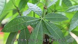 盆里滴1水，发财树“胃口大开”，叶子翠绿撑大冠幅！