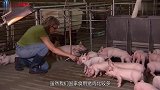 为何美国才是养猪第一大国，看看他们的养猪技巧，你就明白了