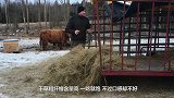小牛偷偷顶走农场干草，看这轻快的步伐，可见心里有多开心