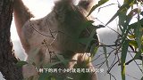 考拉睡得真香，被狗狗闻了半天没反应，狗狗主人笑开花