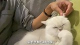 猫咪的手手肯定是棒棒糖做的