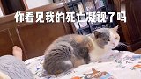 【啵哩】不想被拍视频的小猫咪，被迫营业摆臭脸！
