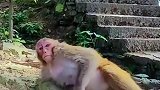 猴子生猴宝宝现场，猴妈妈太辛苦了，为它加加油吧