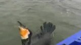 鱼鹰真是人类最忠诚的打工者了，自己最爱吃的大鱼却献给了主人！