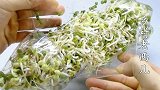 发豆芽新方法，压一块砖，3天长到10公分长，操作超简单