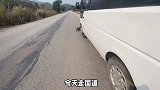 小伙在国道捡到一只泰迪，决定救它一命