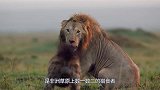 鬣狗单独出门觅食，怎料闯入狮子的领地，5头狮子冲了过来！