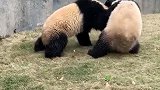 大熊猫：兄弟我们来比划比划，不然这些游客以后就不来看我们了！