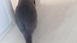 黑猫：那么小的洞你能钻过去吗，真笨！