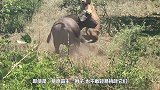 为什么西班牙的牛都要剪掉牛角，看得人身躯一震，镜头记录全过程