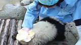 熊猫宝宝：奶妈，我们一起洗脸脸，这种生物也太可爱了叭！