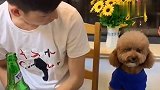 狗狗全靠演技支撑着，不得不服了