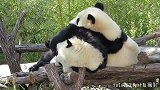 大熊猫妈妈和宝宝难道一起玩耍，宝定玩得很开心