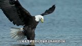 饥饿的老鹰抓住一名小女孩，幸好被父母发现，镜头拍下全过程！