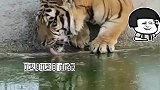 天气变冷饮水池结冰，给老虎整懵了！老虎：只要我不尴尬，尴尬的就是别人