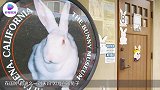 世上最大的兔子博物馆，纪念品超35000件，看完有点羡慕