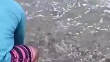 鱼搁浅在沙滩上，男子见状将其扔到海里