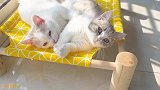 小奶猫第一次洗澡，一开始极力反抗，最后却异常乖巧！
