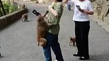 猴子又开始调皮，直接拦路抢劫