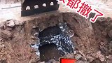 艺高人胆大呀，换别人早跑了