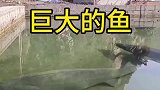 头一次见到这么大的鱼，这是真的吗