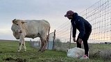 刚出生的小牛站不起来