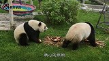 大熊猫集体晒太阳，其中一只最吸引人，网友：难道生的时候没墨了