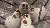 小猫咪对着镜子打群架，一打三愣是毫发无损