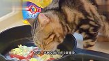 猫：舌头怎么麻麻的，这锅是漏电吗？