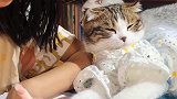 小奶喵陪女儿写作业，陪着陪着就长大了！