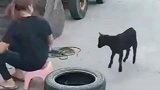这真是初生牛犊不怕虎，我都不敢惹她，你敢惹