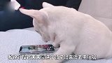 爆笑动物金毛做噩梦跟别的狗干仗,差点在梦里打起来!