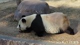 大熊猫的祖先是吃肉的，现在不知道为什么只吃竹子