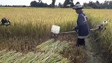 水稻丰收，看看越南人都是怎么收割的，网友，这想法真不错