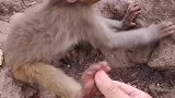 小猴睡迷糊了没反应过来，吓一跳