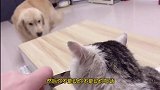 家里来了一只流浪猫，流浪猫怕金毛，金毛接下来的做法太暖心了