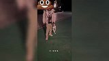 男子遛狗不牵绳致其他小狗被咬，女主人踹狗拍视频，他恼羞成怒